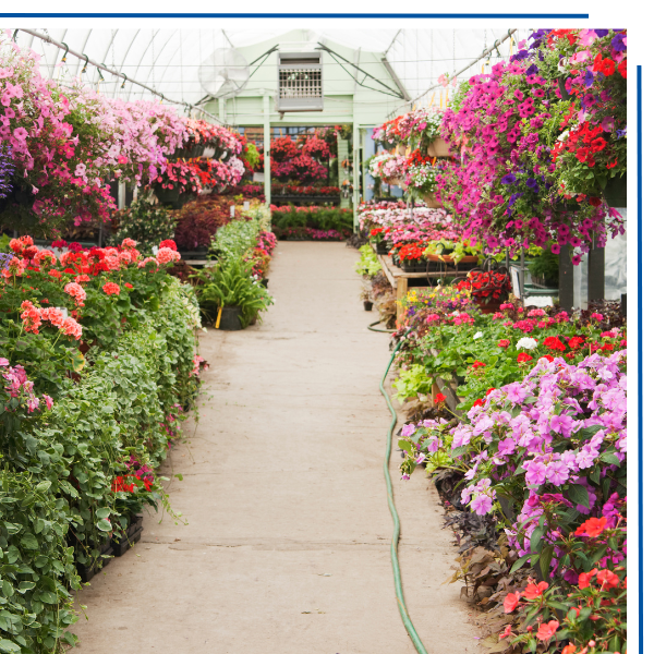 Greenhouse with hanging baskets and flowers on palettes