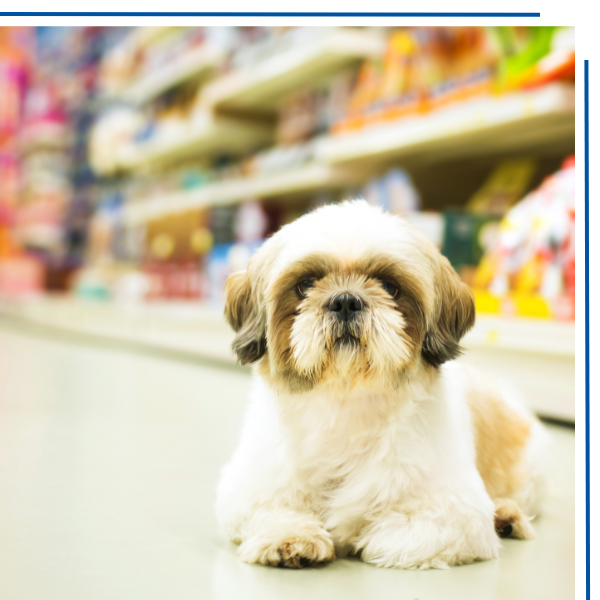 Dog sitting on the floor in a pet store with shelves in the background